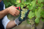 Jobdating pour les emplois dans la viticulture le 15 octobre 2019 à Aigues-Mortes